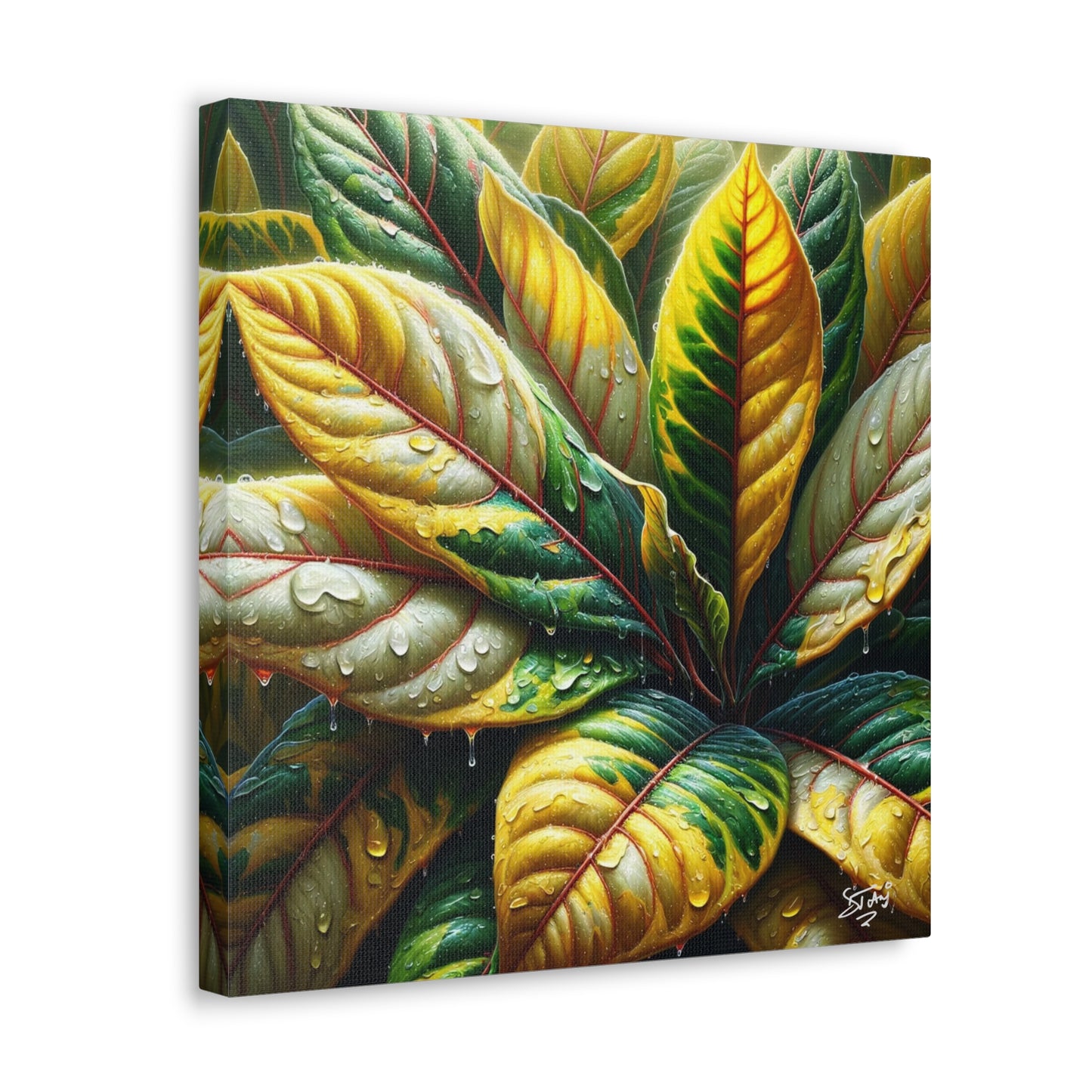 Oil Print of Croton Plant, Close-up, Still Wet from Recent Rain, Caribbean, Tropical Plant, Canvas Gallery Wraps