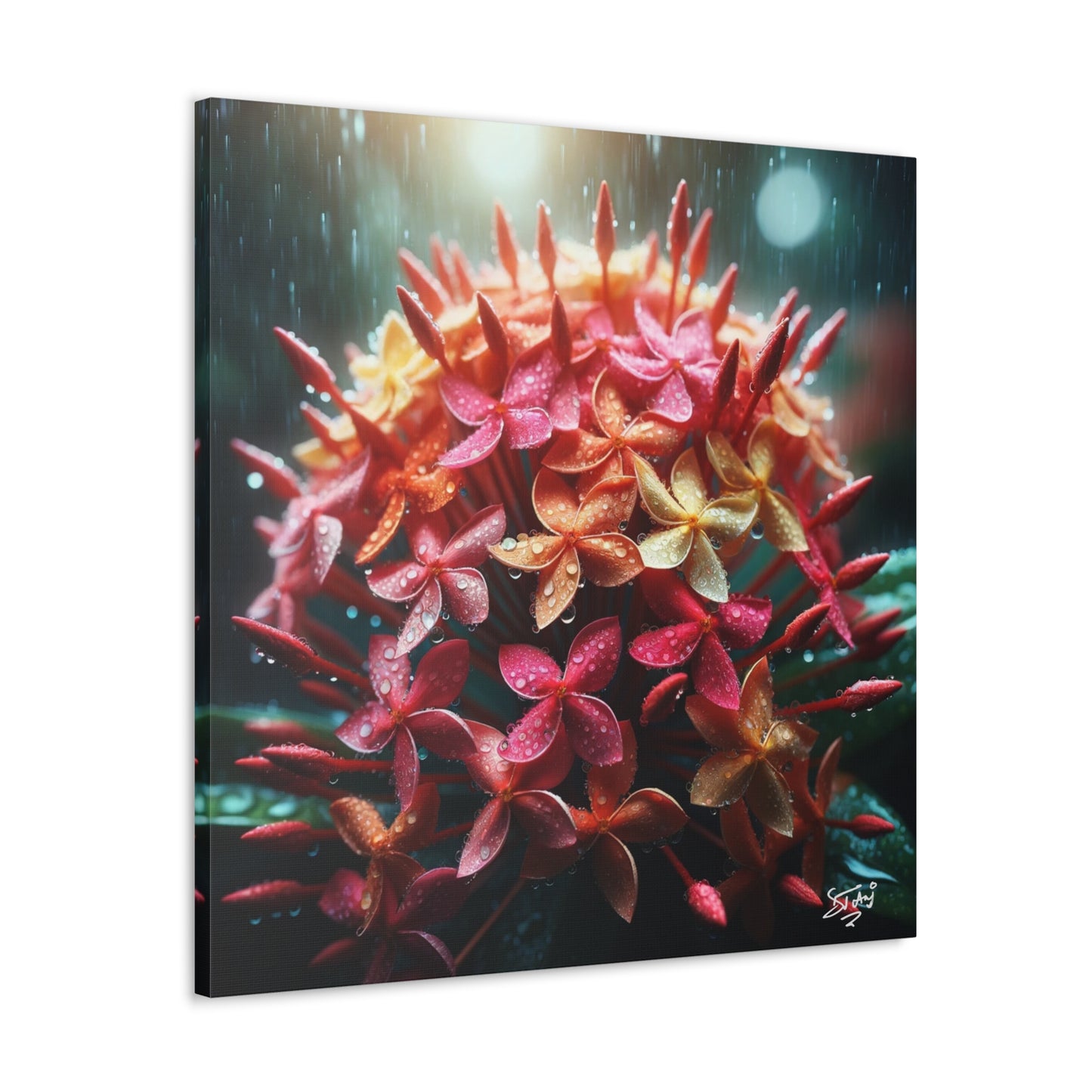 Print of Ixora Flower in The Rain, Caribbean, Vibrant and Vivid Colors of Ixora flowers, Trinidad and Tobago, Canvas Gallery Wraps