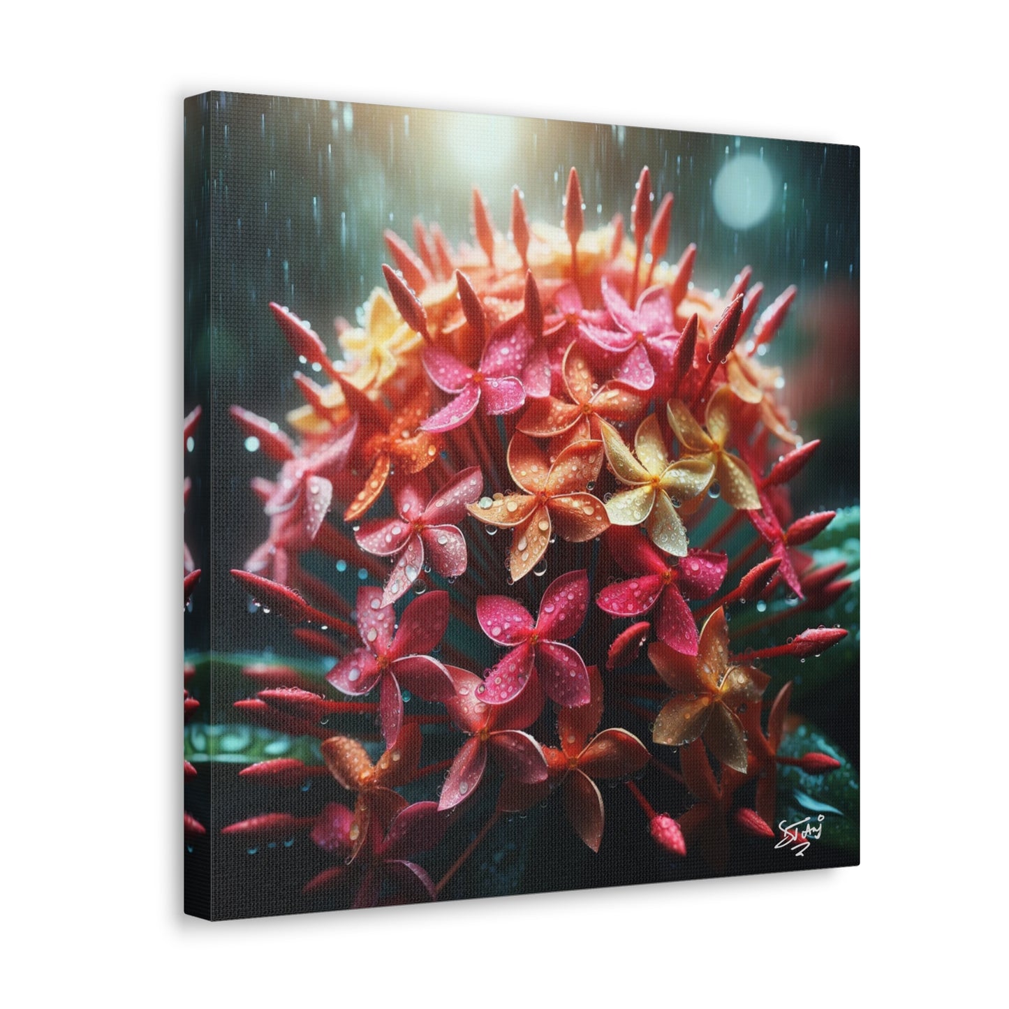 Print of Ixora Flower in The Rain, Caribbean, Vibrant and Vivid Colors of Ixora flowers, Trinidad and Tobago, Canvas Gallery Wraps