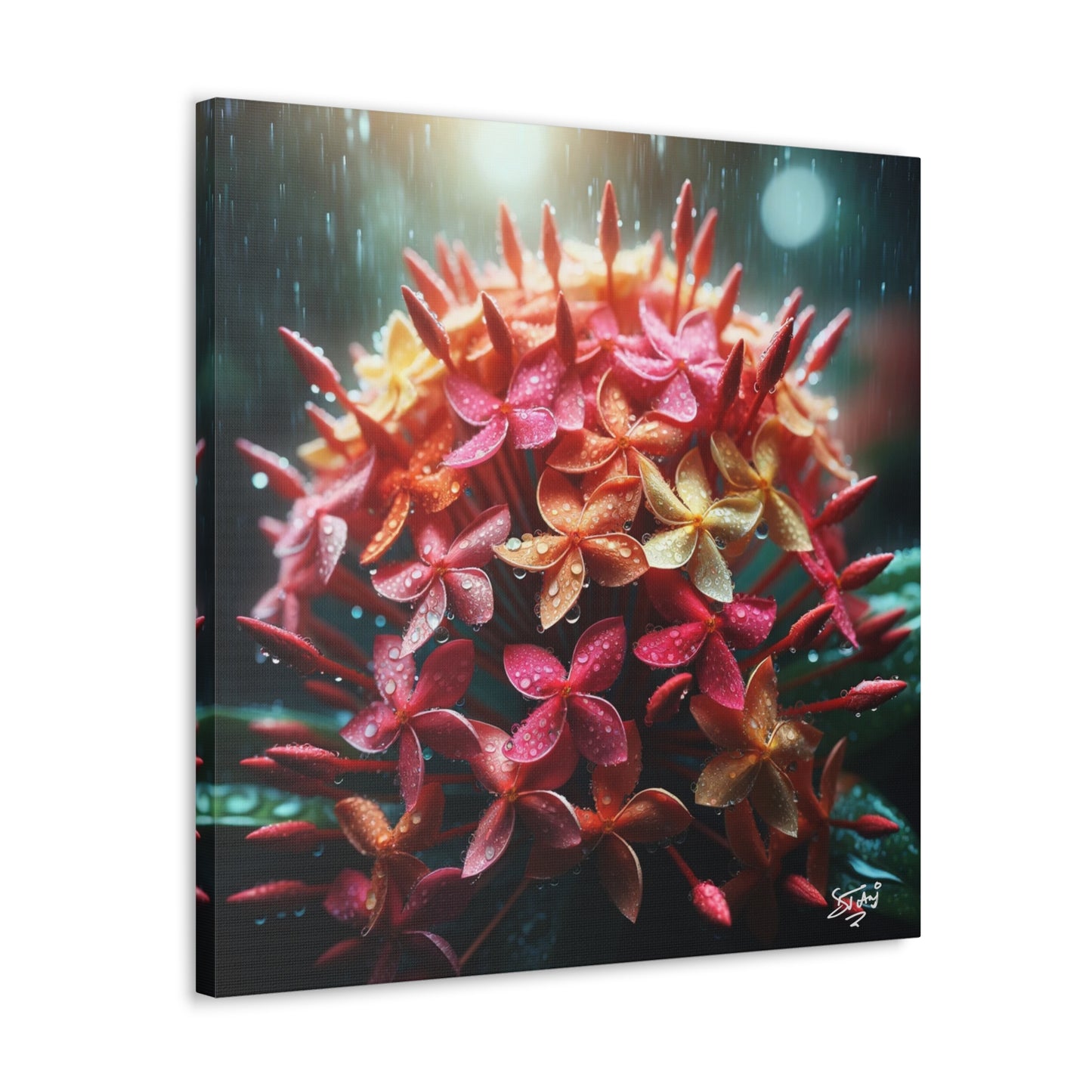 Print of Ixora Flower in The Rain, Caribbean, Vibrant and Vivid Colors of Ixora flowers, Trinidad and Tobago, Canvas Gallery Wraps