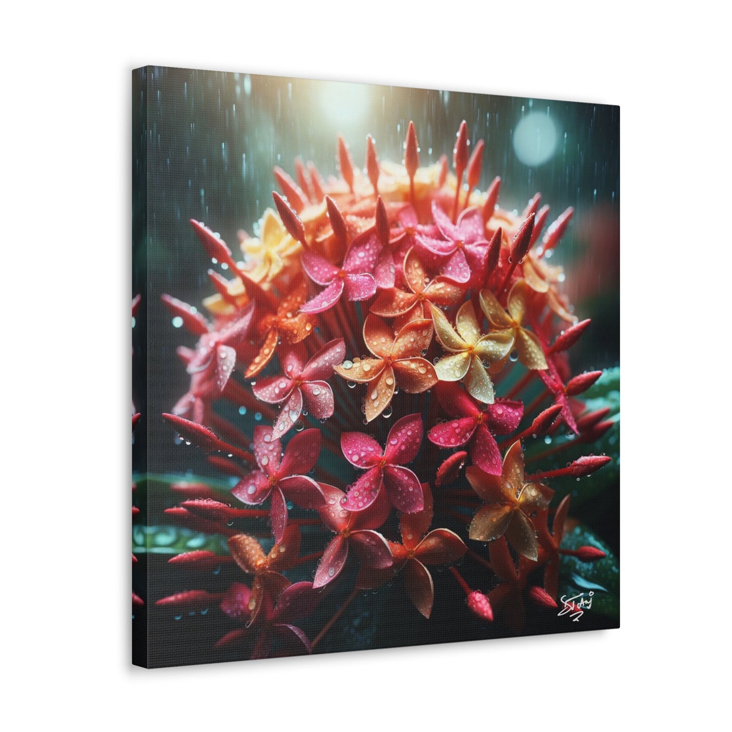 Print of Ixora Flower in The Rain, Caribbean, Vibrant and Vivid Colors of Ixora flowers, Trinidad and Tobago, Canvas Gallery Wraps