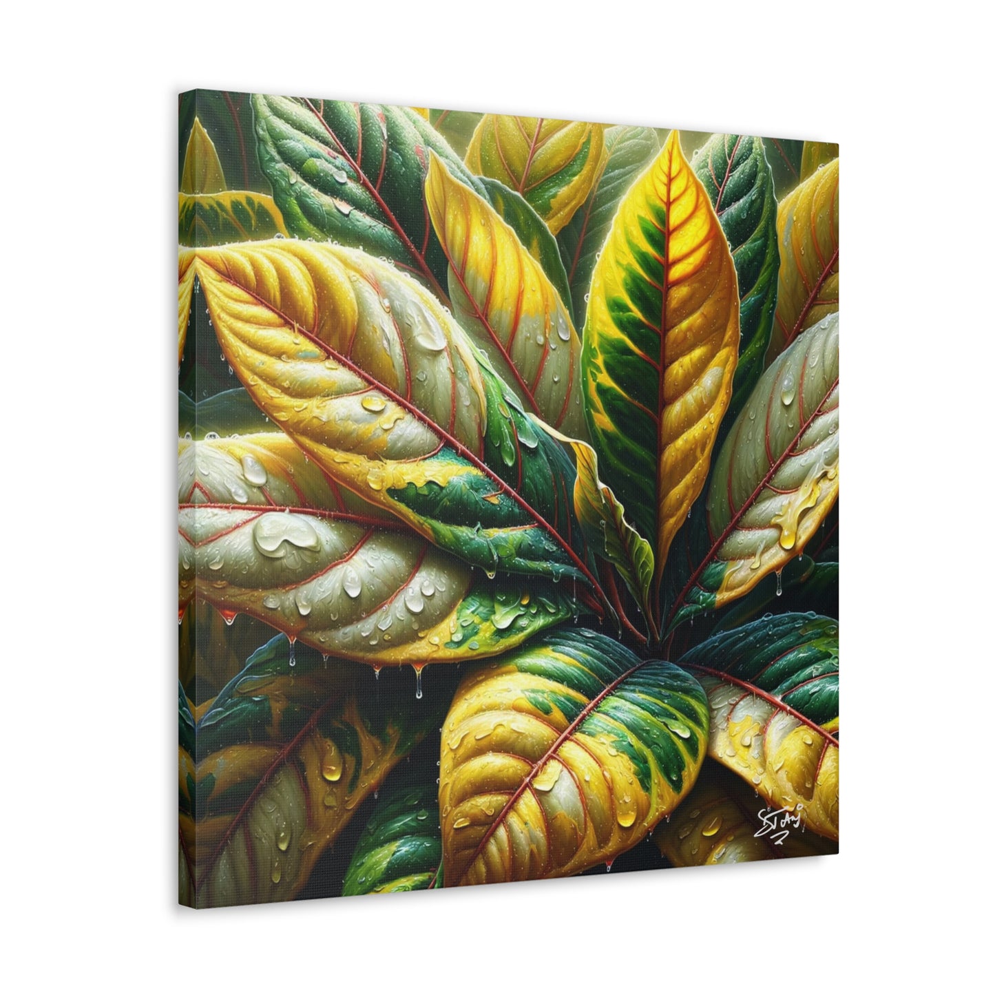 Oil Print of Croton Plant, Close-up, Still Wet from Recent Rain, Caribbean, Tropical Plant, Canvas Gallery Wraps