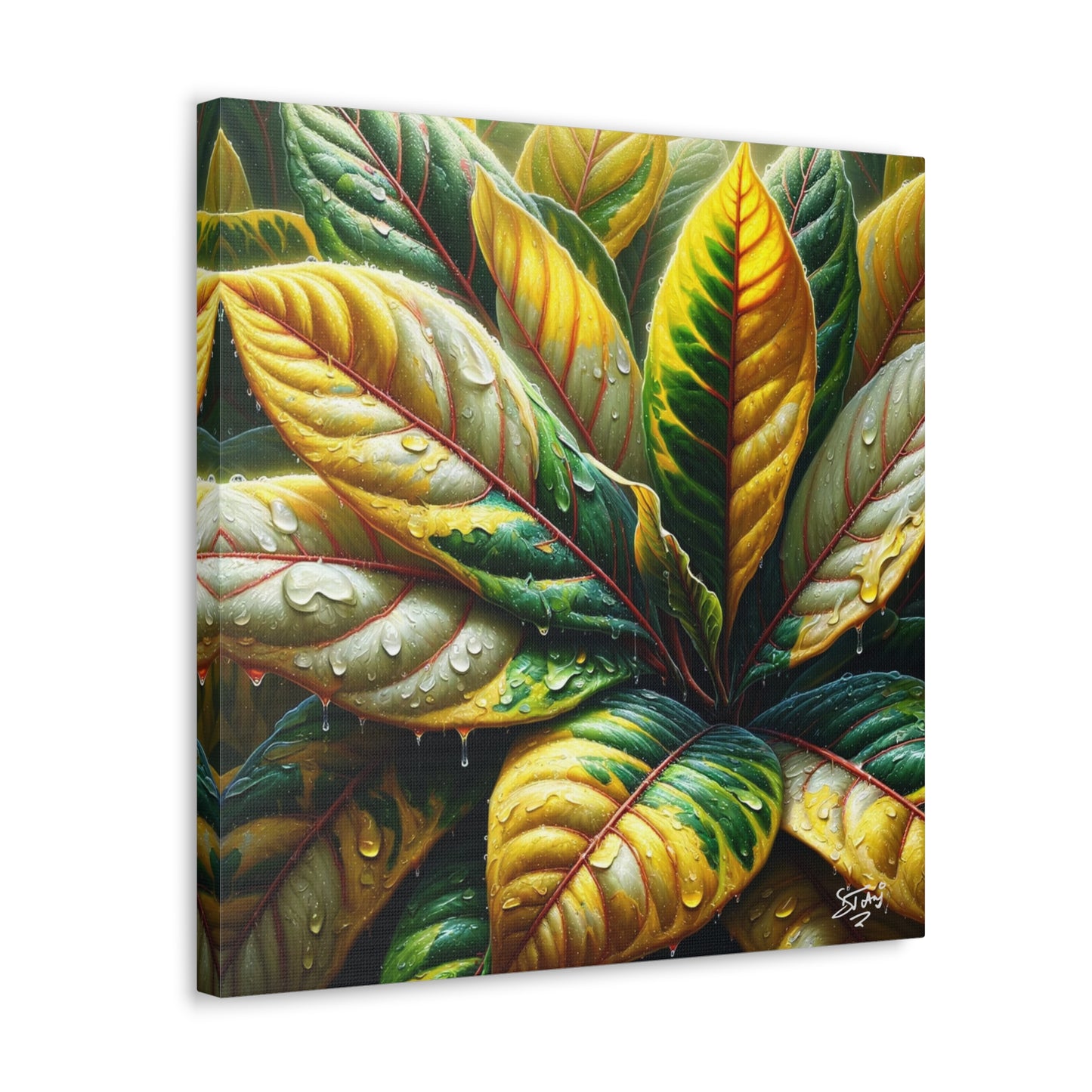 Oil Print of Croton Plant, Close-up, Still Wet from Recent Rain, Caribbean, Tropical Plant, Canvas Gallery Wraps