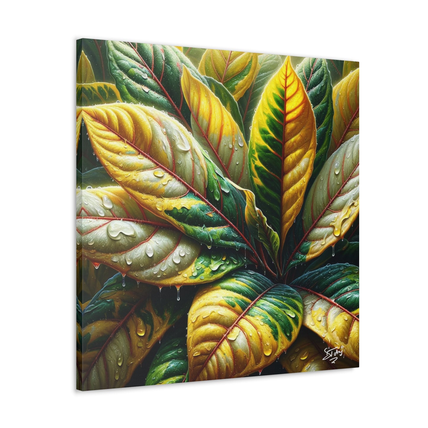 Oil Print of Croton Plant, Close-up, Still Wet from Recent Rain, Caribbean, Tropical Plant, Canvas Gallery Wraps